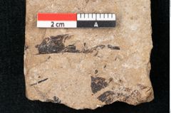 Foto (Detailansicht) von Sequoia hardtii Endl. (NHMW-GEO-2024-0188-8236)
